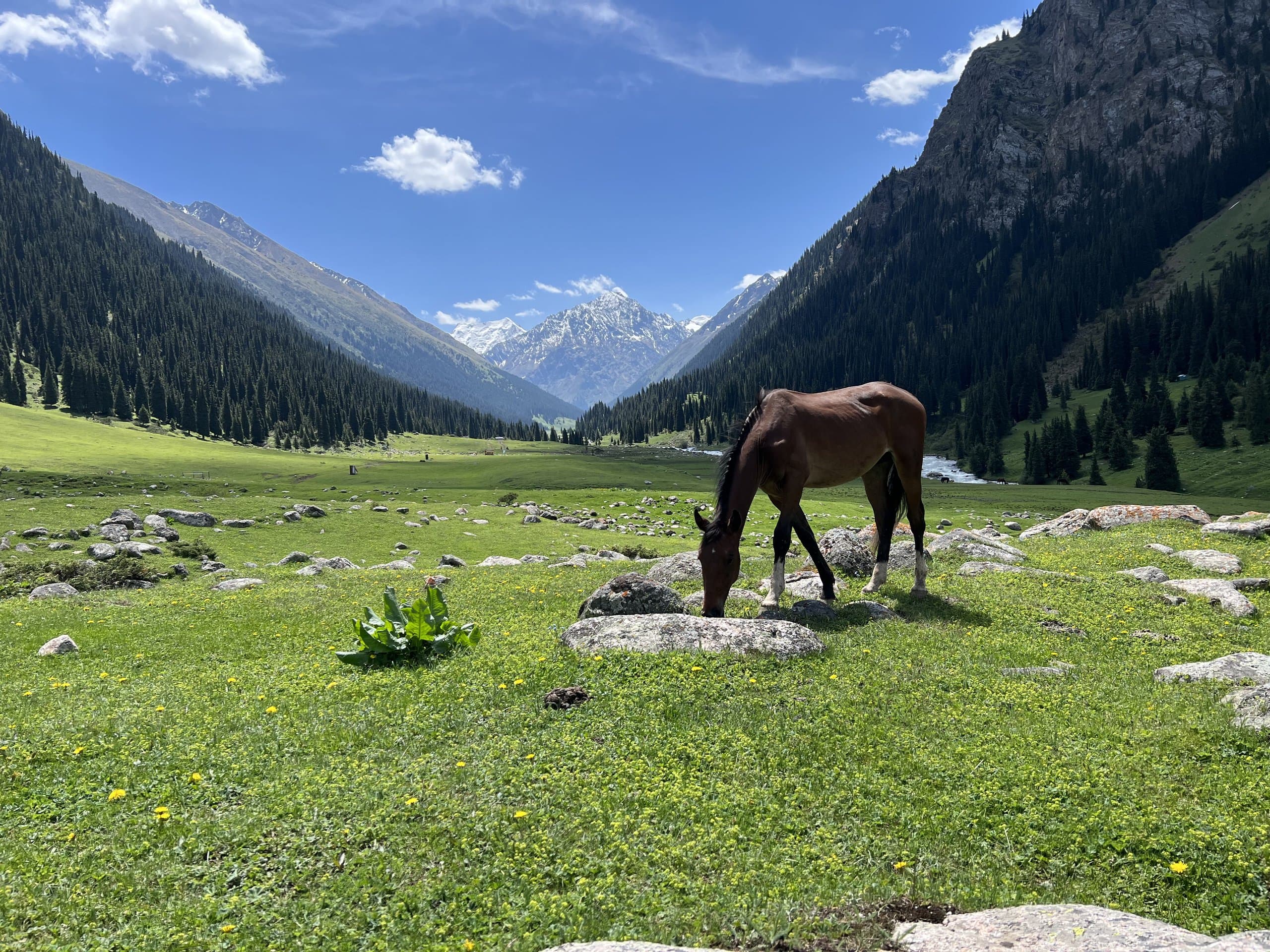 A horse grazing on a green alpine meadow below sharp peaks and spruce forest in the Tian Shan mountains