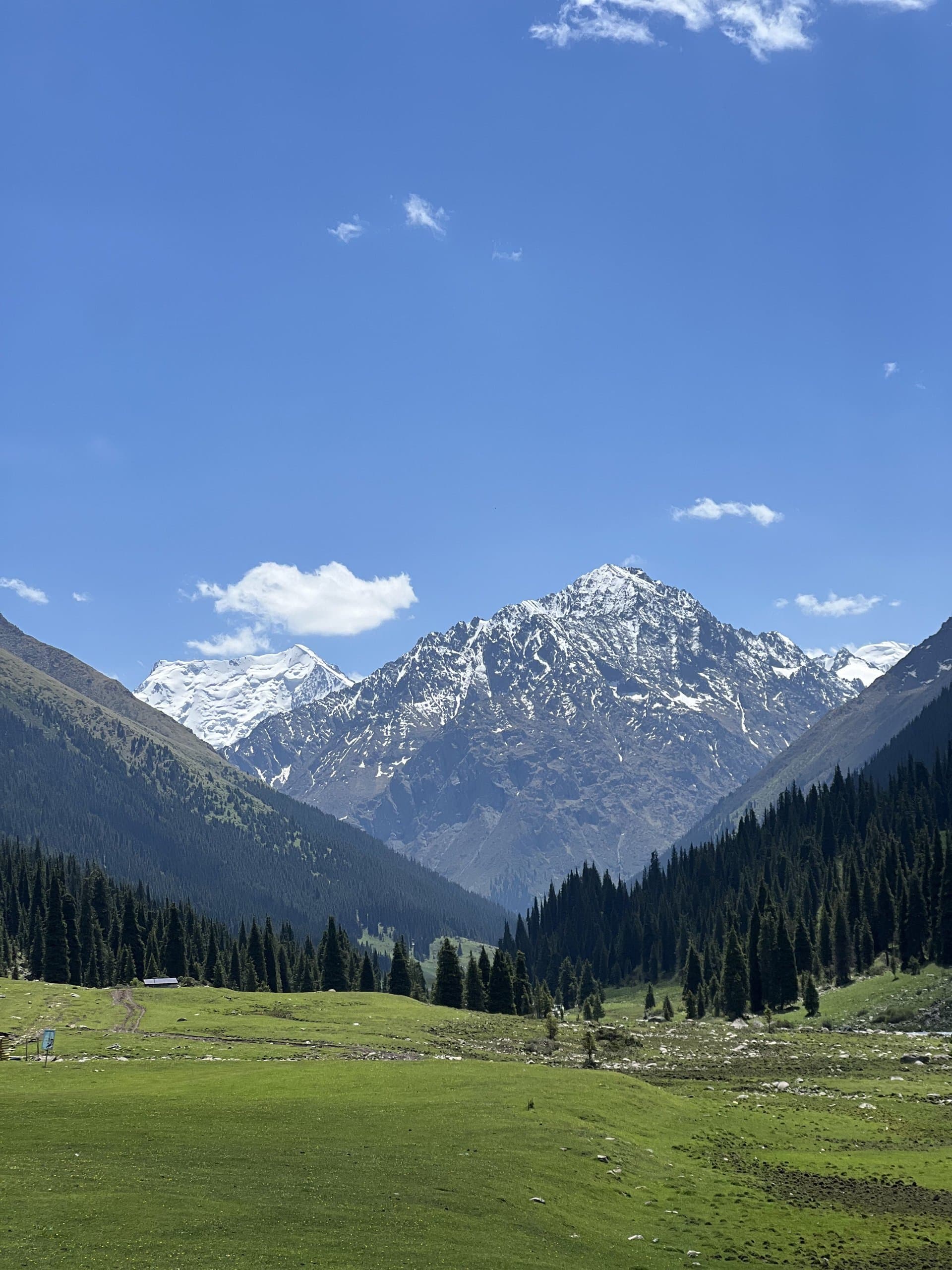 A forested alpine valley leading towards snow-capped peaks under a clear blue sky